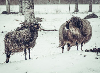 Sheep in blizzard on snow covered land