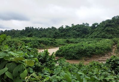 Scenic view of trees growing on field against sky