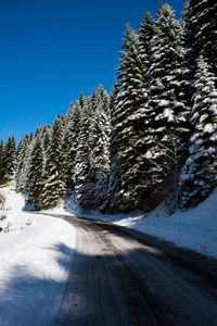 Snow covered pine trees against sky