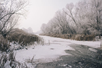 Bare trees on snow covered landscape