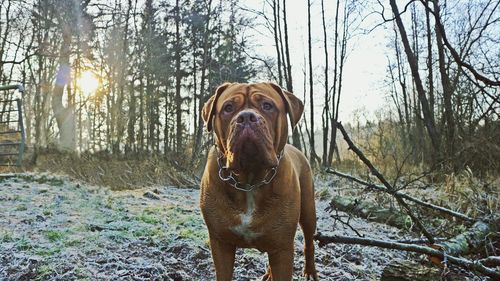 Portrait of dog on tree
