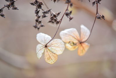 Close-up of white flowering plant