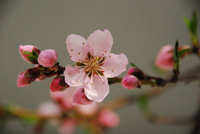 Close-up of pink flowers on tree