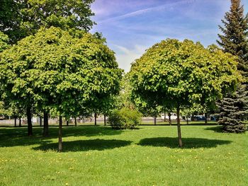 Trees in park against sky