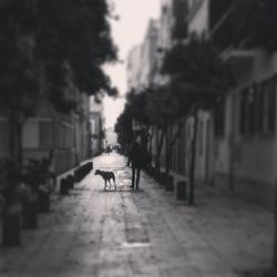 People walking on road in city