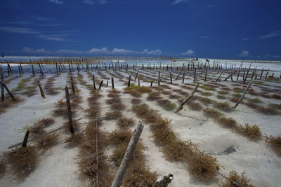 Wooden posts on beach against sky