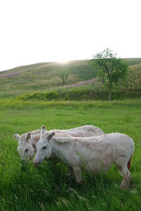 Sheep in a field