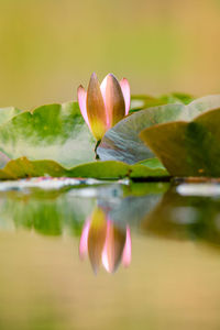 Close-up of lotus water lily in lake