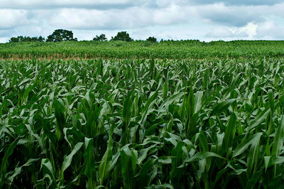 Crops growing on field against sky