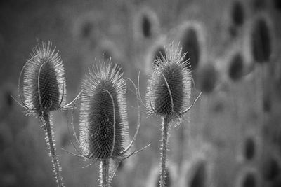 Close-up of thistle