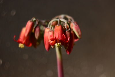 Close-up of red rose