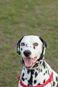 Portrait of dalmatian dog