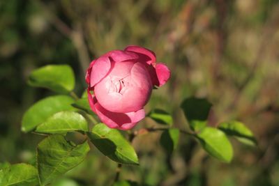 Close-up of pink flower blooming outdoors