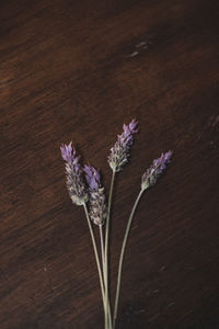 Close-up of purple flowering plant on table