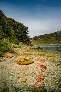 Autumn leaves on rock by water against sky