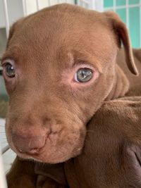 Close-up portrait of dog