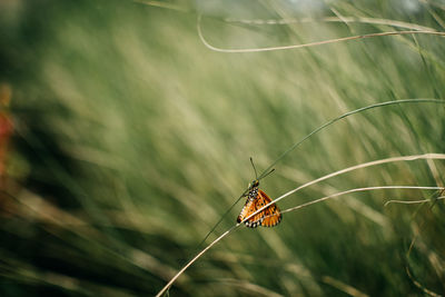 Close-up of butterfly on plant