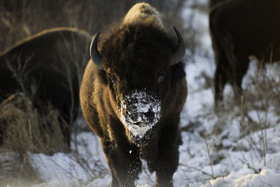 Close-up of bison on snow covered field during winter