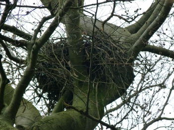 Low angle view of bare trees in forest