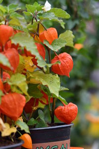 Close-up of orange fruits on potted plant