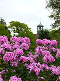 Pink flowers blooming on tree