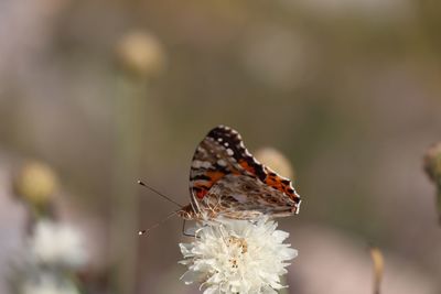 Close-up of butterfly pollinating on flower