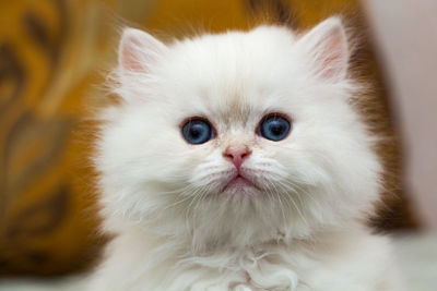 Portrait of a cute fluffy white british long-haired kitten, head of a white kitten close-up