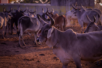 Image of indian cows in the village of rajasthan india,indian cows in cow farm,