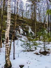 Trees in forest against sky