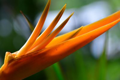 Close-up of yellow flower