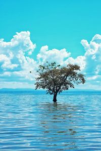 Tree by sea against blue sky