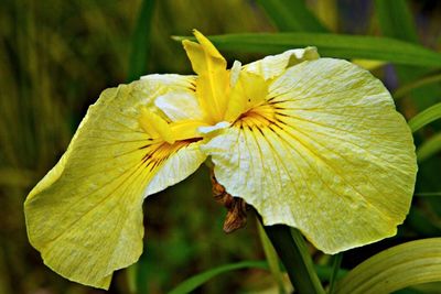 Close-up of yellow flower