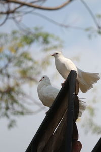 Low angle view of seagulls perching on branch