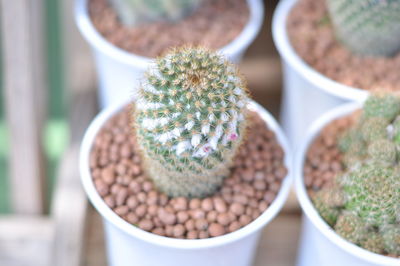 High angle view of succulent plant in market