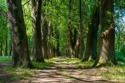 Dirt road amidst trees in forest