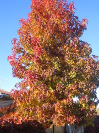 Low angle view of tree against clear sky