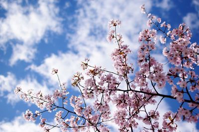 Low angle view of cherry blossom against sky