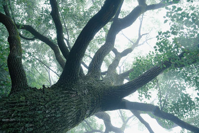 tree