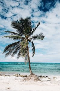 Coconut palm tree on beach against sky