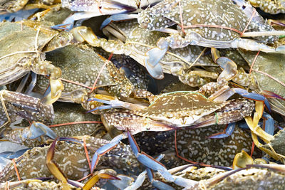 High angle view of fish in sea