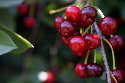 Close-up of cherries growing on plant