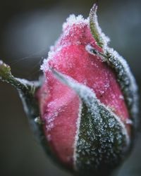 Close-up of pink flower