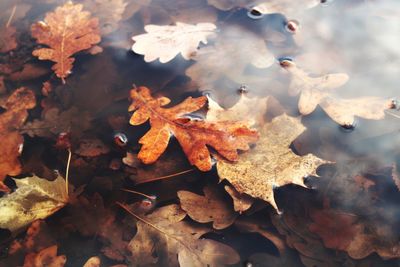 Close-up of maple leaves floating on water