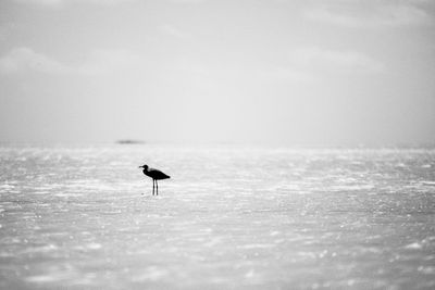 Silhouette bird on beach