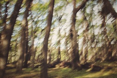 Full frame shot of trees in forest