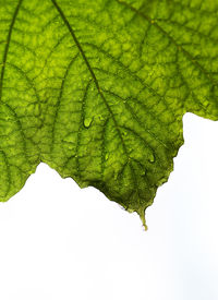 Low angle view of maple leaf