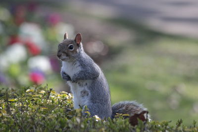 Close-up of animal on grassy field