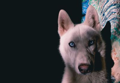 Close-up portrait of dog