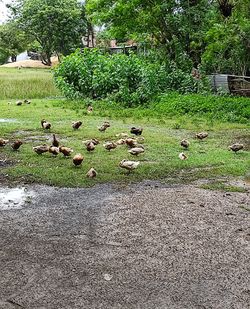 View of birds on grassy field