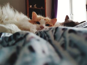 Close-up of cat lying on bed